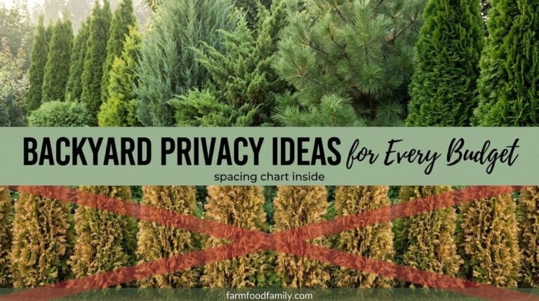 15 Clever Backyard Privacy Ideas for Every Budget